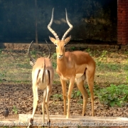 Bangladesh Natinal Zoo_29